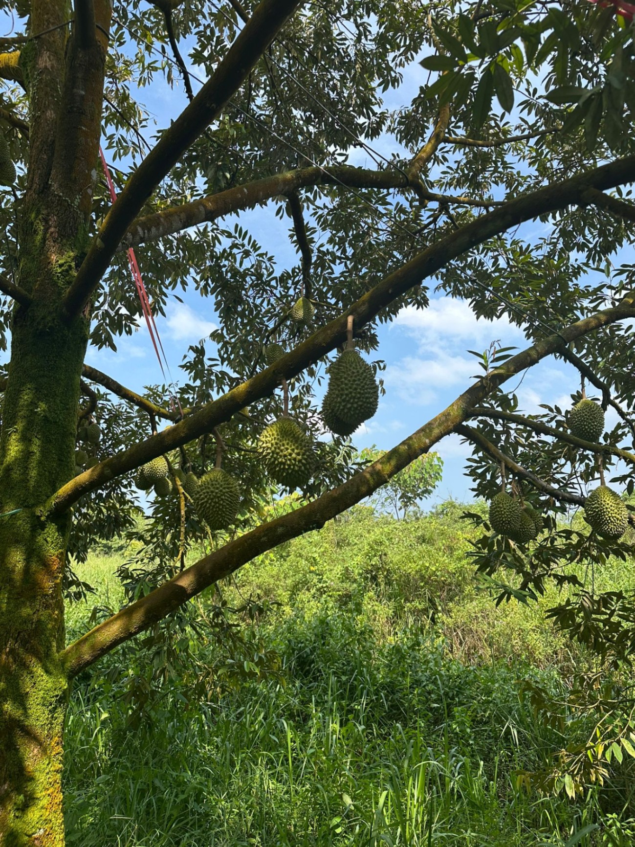 Musang King durian hanging on moss-covered tree at our family orchard in Raub, Pahang — naturally tree-ripened, hand-harvested for Singapore delivery