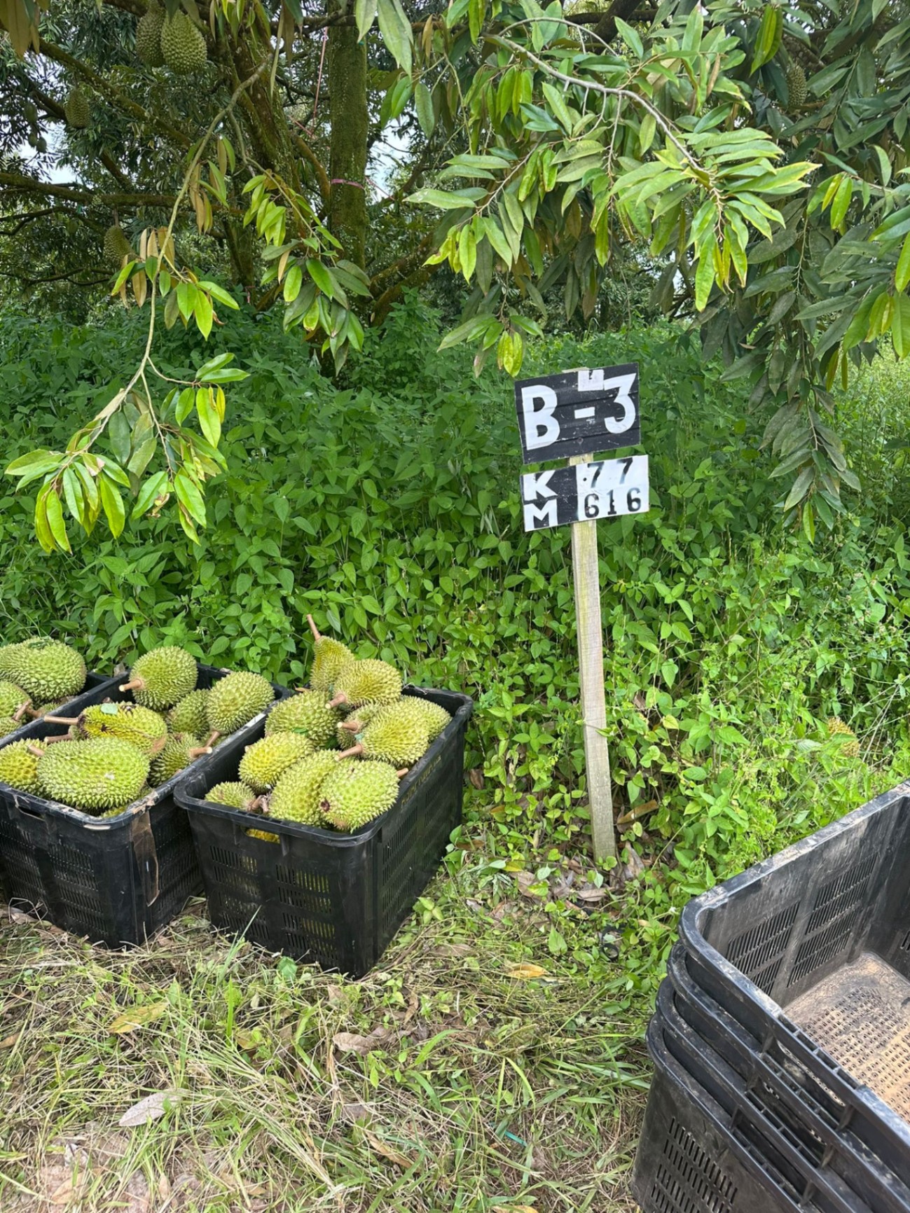 Freshly tree-dropped Pahang Musang King durians in harvest crates at orchard plot B-3, Raub