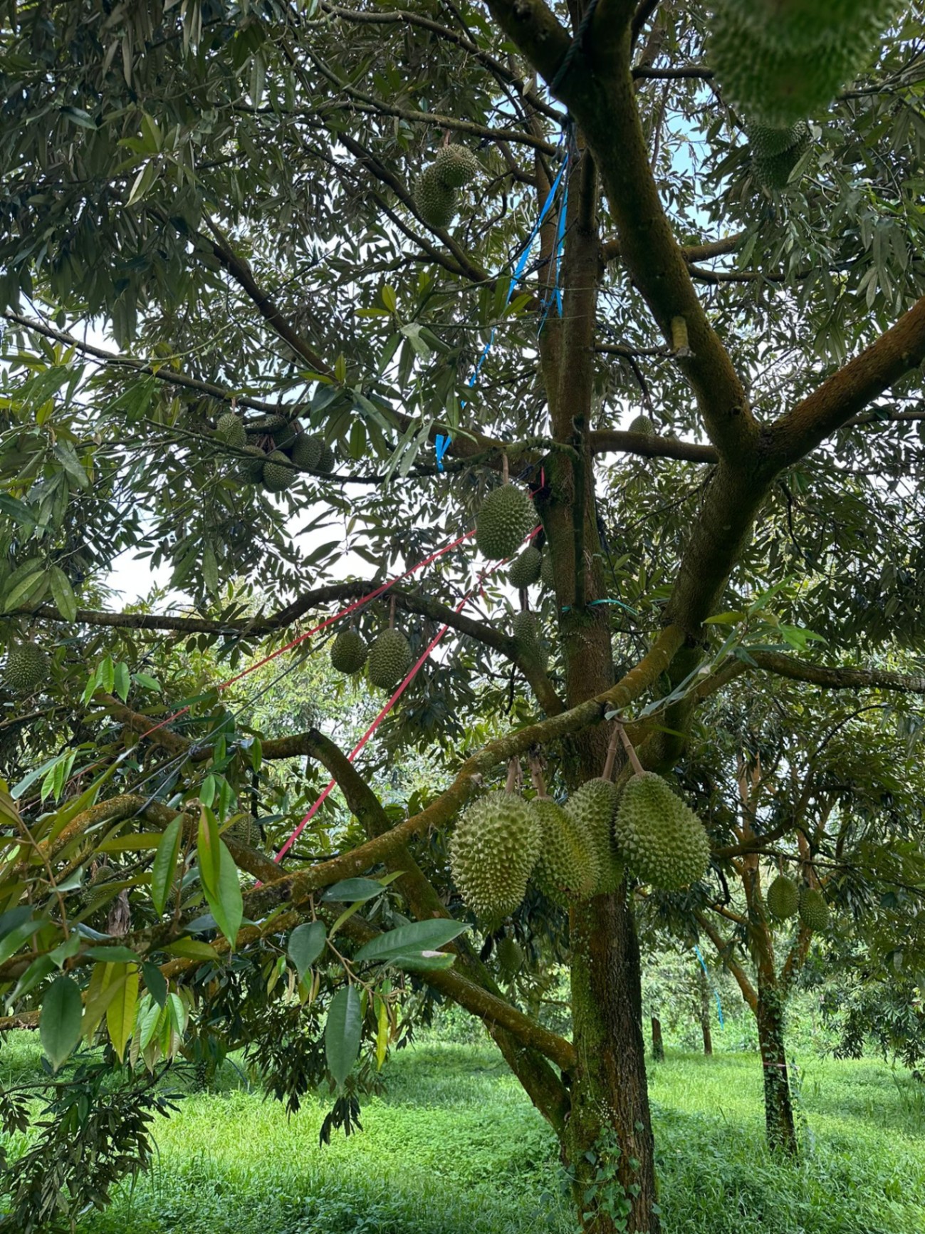Fresh Musang King durian hanging on tree in Raub