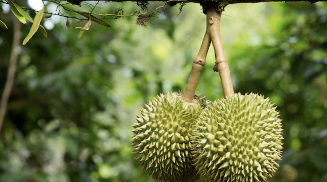 Premium Musang King durian hanging in our family orchard in Raub, Pahang
